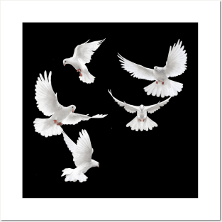 Bird white dove Posters and Art